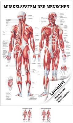 Sport-Tec Menschliches Muskelsystem Lehrtafel Anatomie 100x70 cm medizinische Lehrmittel 