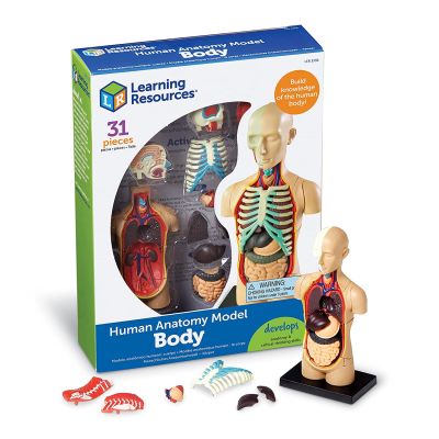 Learning Resources LER3336 Anatomie-Modell menschlichen Körper, Multi, c1 